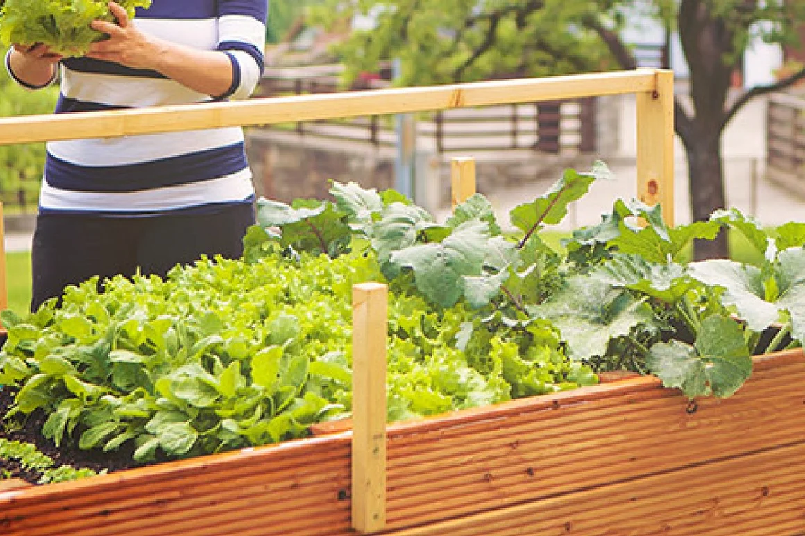 Person erntet Gemüse aus Hochbeet